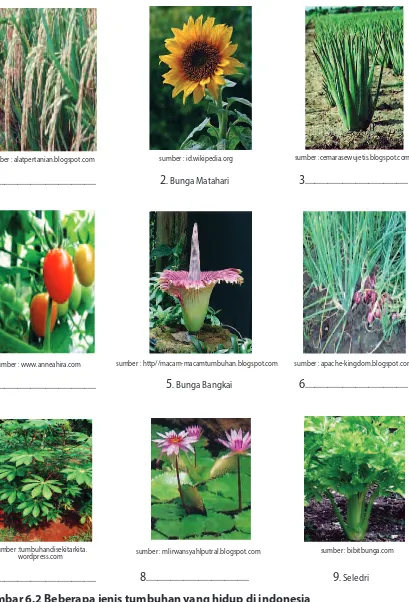 Gambar 6.2 Beberapa jenis tumbuhan yang hidup di indonesia