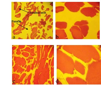 Gambar 22 (a) dan (b) menunjukkan bahwa jaringan daging patin segar 