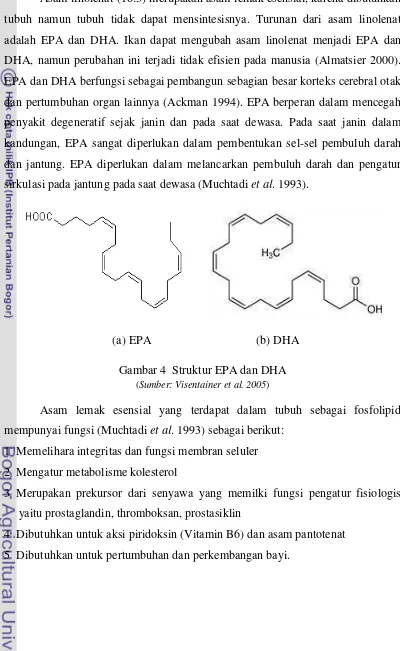 Gambar 4  Struktur EPA dan DHA 