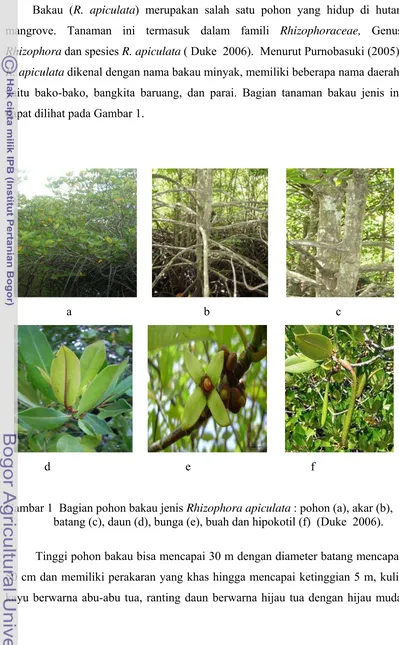Gambar 1  Bagian pohon bakau jenis Rhizophora apiculata : pohon (a), akar (b), 