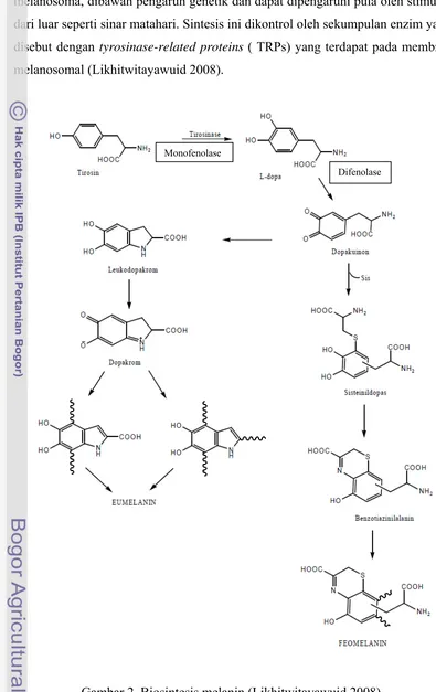 Gambar 2  Biosintesis melanin (Likhitwitayawuid 2008). 