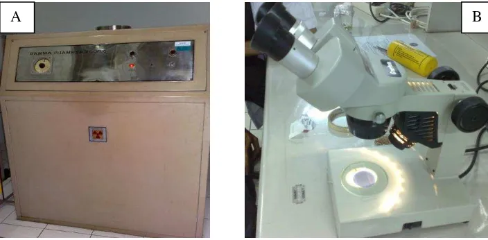 Gambar 4. Alat yang Digunakan dalam Penelitian; (A) Gamma Chamber 4000A  dan (B) Mikroskop Cahaya  