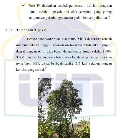 Gambar 2.1 : Tanaman alpukat (Persea americana Mill.) 