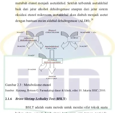 Gambar 2.3 : Metabolisme etanol                                                                               