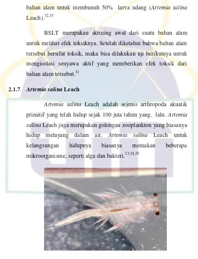 Gambar 2.4 : Artemia salina Leach  
