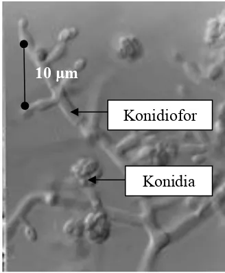 Gambar 3  T. pseudokoningii secara mikroskopis. 