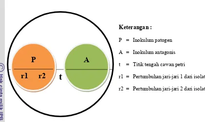 Gambar 4 Metode biakan ganda  Ganoderma sp. dan Trichoderma sp. pada 