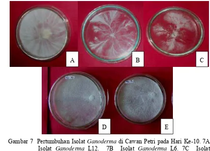 Gambar 6  Pertumbuhan Koloni Trichoderma sp. 