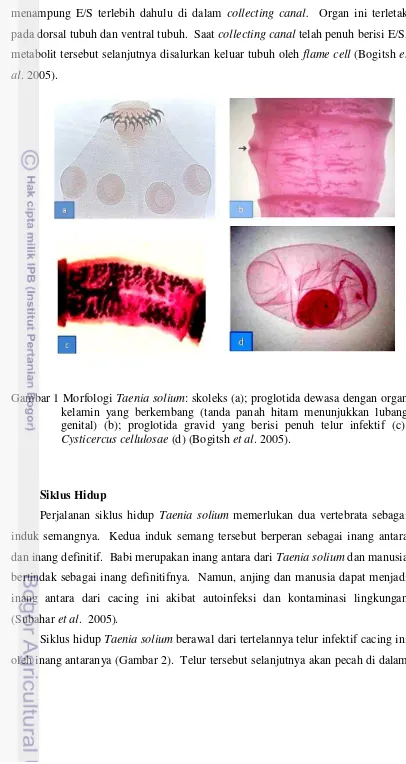 Gambar 1 Morfologi Taenia solium: skoleks (a); proglotida dewasa dengan organ 