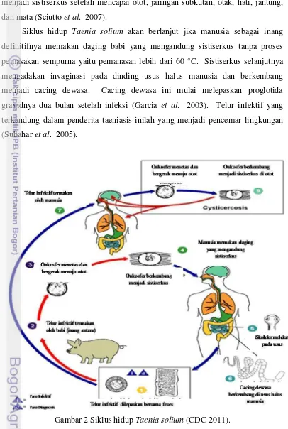 Gambar 2 Siklus hidup Taenia solium (CDC 2011). 