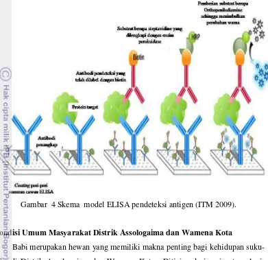 Gambar  4 Skema  model ELISA pendeteksi antigen (ITM 2009). 