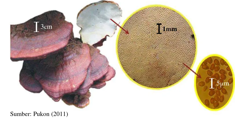 Gambar 1 Pengamatan mikroskopis Ganoderma spp. 