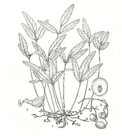 Gambar 1.  Morfologi  tanaman kacang bogor (Vigna subterranea  (L.) Verdcourt). 1. Sifat pembungaan; 2
