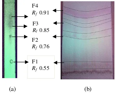 Gambar 3  Noda pemisahan di bawah lampu UV 254 nm: KLT (a), KLT preparatif (b) dengan eluen etil asetat-metanol (1:1)