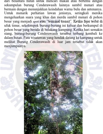 Gambar 12. Pohon untuk bird watching Cendrawasih 