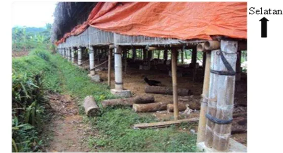 Gambar 8. Sistem Kandang Panggung Ayam Broiler Milik Ikhtiar Farm di Desa Cikoneng Talang, Kecamatan Pamijahan, Kabupaten Bogor