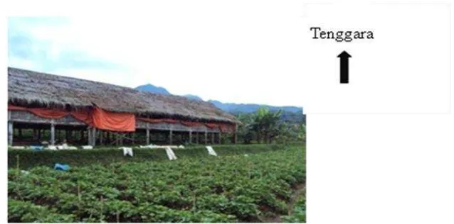 Gambar 9. Atap Kandang Ayam Broiler Berbahan Rumbia Milik Ikhtiar Farm di Desa Cikoneng Talang, Kecamatan Pamijahan, Kabupaten Bogor