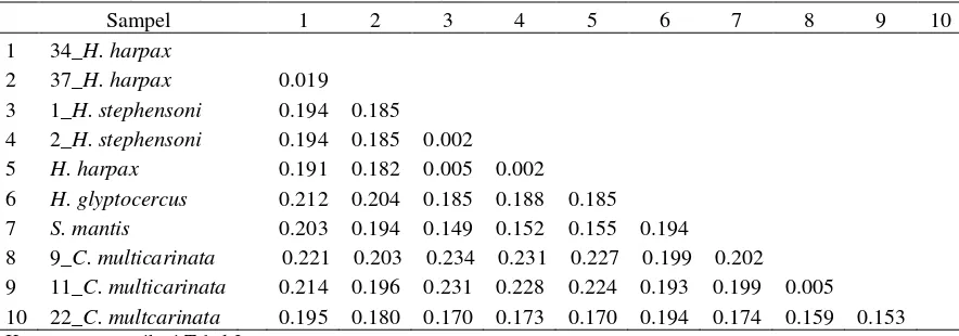 Tabel 4 Jarak genetik gen CO1 antar spesies udang mantis berdasarkan model subtitusi K2P 