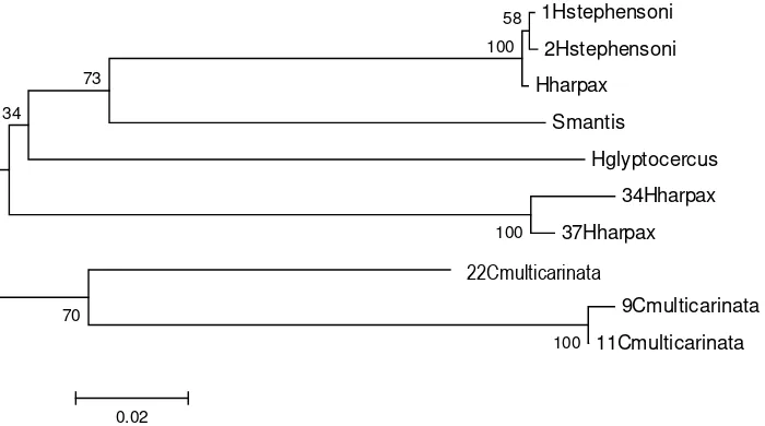 Gambar 2 Hasil rekonstruksi pohon filogeografi pengelompokan sampel berdasarkan ruas CO1mtDNA  menggunakan metode NJ dengan bootstrap 1000x