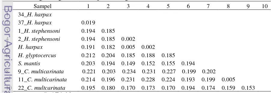Tabel 4 Jarak genetik gen CO1 antar spesies udang mantis berdasarkan model subtitusi K2P 