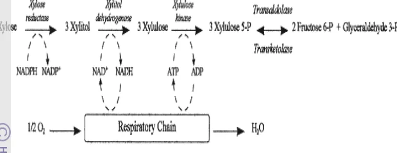Gambar 3 Metabolisme xilosa oleh Candida guilliermondii (Barbosa et al. 1988).