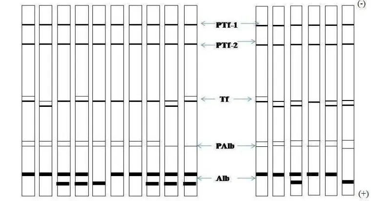 Gambar 8.  Rekonstruksi Pola Pita Alb, PAlb, Tf, PTf-1, dan PTf-2 