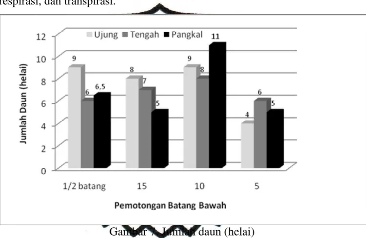 Gambar 7. Jumlah daun (helai) 
