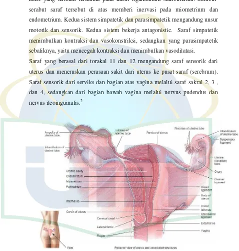 Gambar 1. Anatomi Uterus 