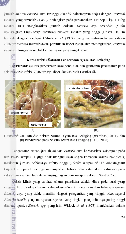 Gambar 6. (a) Usus dan Sekum Normal Ayam Ras Pedaging (Wardhani, 2011), dan   