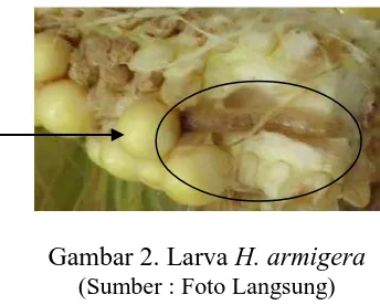 Gambar 2. Larva H. armigera (Sumber : Foto Langsung) 