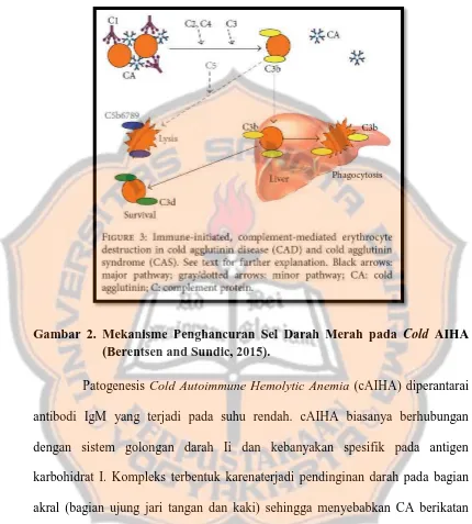 Gambar 2. Mekanisme Penghancuran Sel Darah Merah pada Cold AIHA (Berentsen and Sundic, 2015)