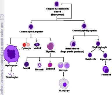 Gambar 3  Pembentukan berbagai sel darah tepi yang berbeda-beda dari sel stem 