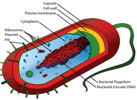 Gambar 2.1: Menunjukan struktur bakteri. 