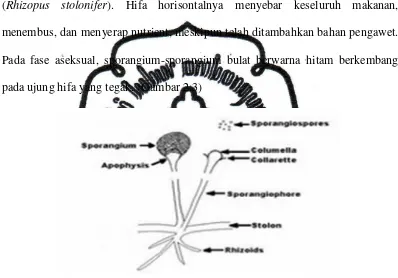 Gambar 2.3. (Sumber:Rhizopus sp. Dengan sporangium  Biologi Gonzaga. http : Blogspot.com)  