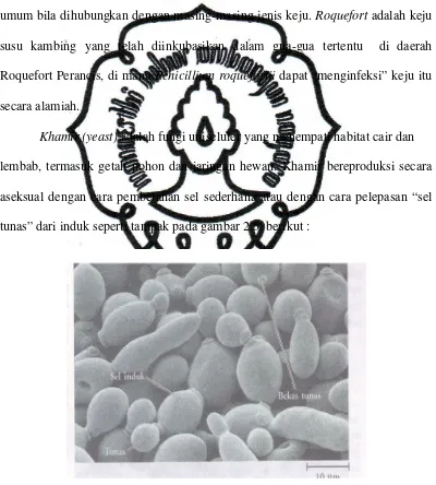 Gambar 2.5.Pembentukan tunas pada  Yeast. (Saccharomyces sp.) Sumber : Campbell Biologi 2 