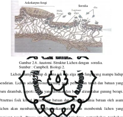 Gambar 2.6. Anatomi /Struktur Lichen dengan  soredia.                                                                                           Sumber : Campbell