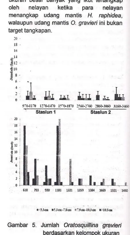 Gambar 5. Jumlah Oratosquillina gravieri 