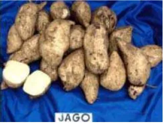 Figure 1. Jago Sweet Potato 