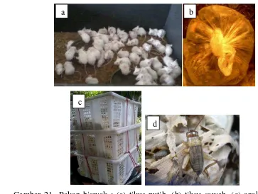 Gambar 21  Pakan biawak : (a) tikus putih, (b) tikus sawah, (c) anak ayam (d) 