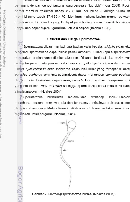 Gambar 2  Morfologi spermatozoa normal (Noakes 2001). 