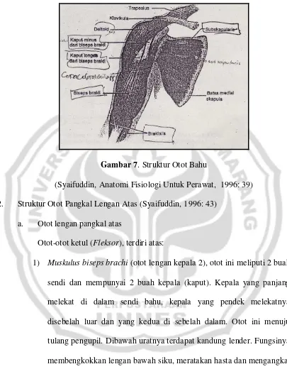 Gambar 7. Struktur Otot Bahu 