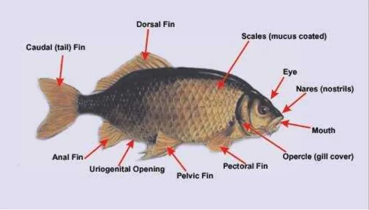 Gambar 2.  Morfologi ikan Mas (Cyprinus carpio carpio)(Anonim, 2009) 