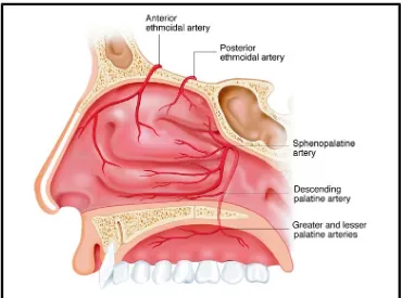Gambar 1. Vaskularisasi Hidung