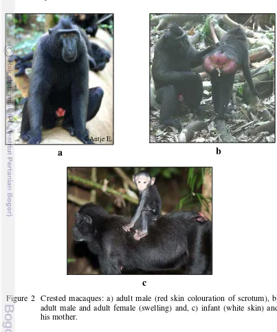 Figure 2  Crested macaques: a) adult male (red skin colouration of scrotum), b) 