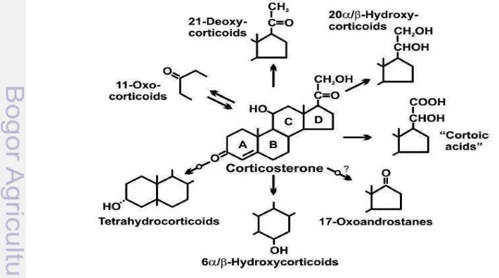 Figure 6  Possible pathways of corticosterone metabolism  (Möstl et al. 2005). 