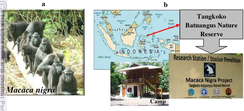 Figure 7 a) Wild crested macaques  and b) field site and field station. 