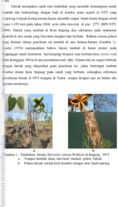Gambar 1.  Tumbuhan  faloak (Sterculia comosa Wallich) di Kupang - NTT 