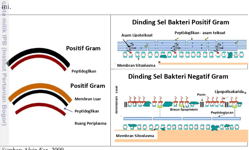 Gambar 5. Diagram ilustrasi dinding sel bakteri positif Gram dan negatif Gram. 