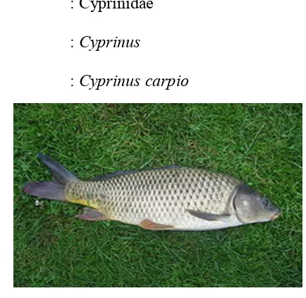 Gambar 5. Gambar Ikan Mas (Cyprinus carpio) 
