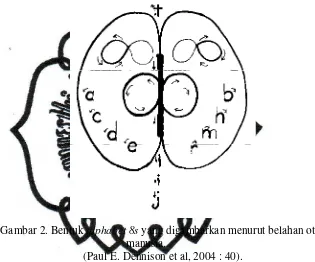 Gambar 2. Bentuk alphabet 8s yang digambarkan menurut belahan otak